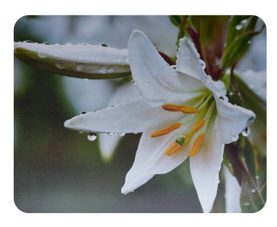 Коврики для мыши